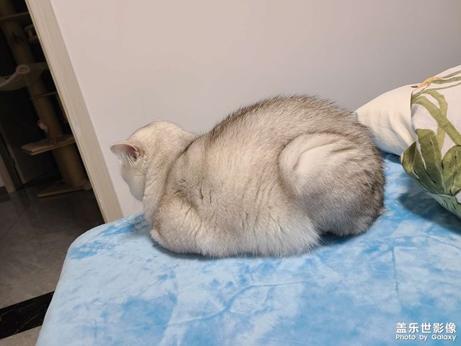 胖三元瘦了之又胖了