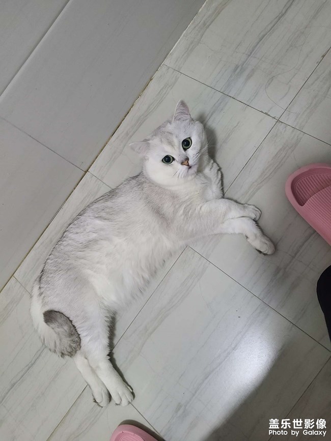 胖三元瘦了之又胖了