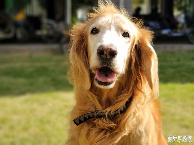 mo姐的晚年生活