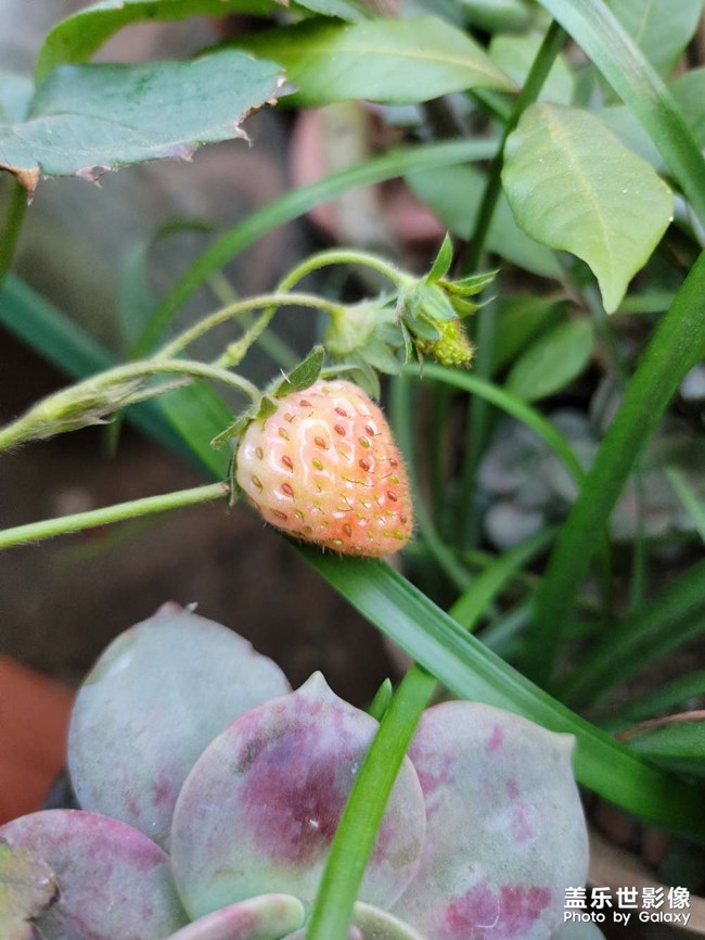 自己養(yǎng)的草莓快熟了