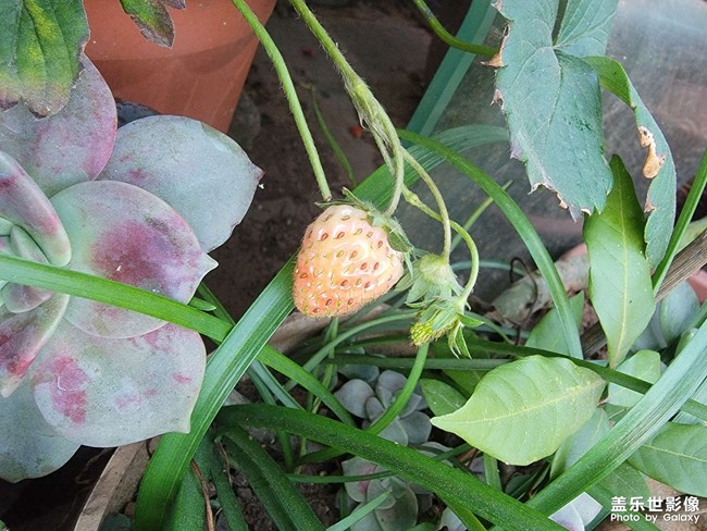 自己養(yǎng)的草莓快熟了