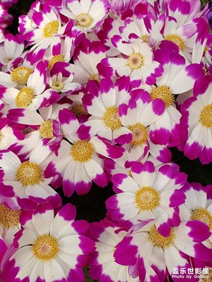 【色彩】+姹紫嫣紅