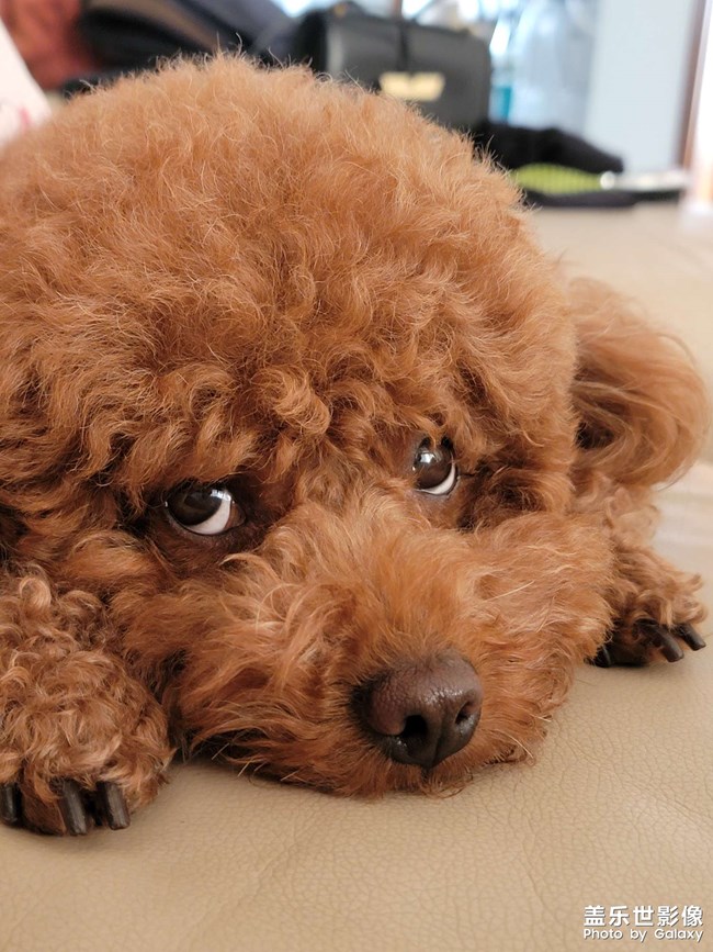 我家萌萌噠小神獸