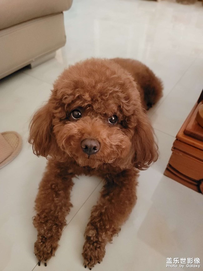 我家萌萌噠小神獸