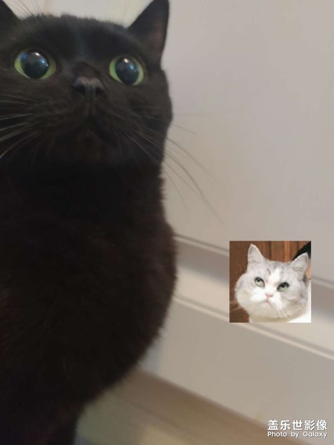 他朝若是同淋雪，此生也算共白頭
白頭若是雪可替