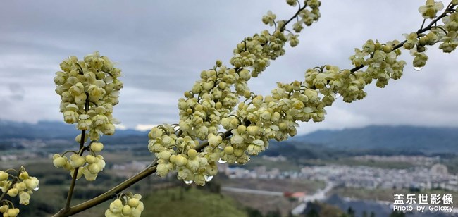 有靠譜的外版星星星嗎