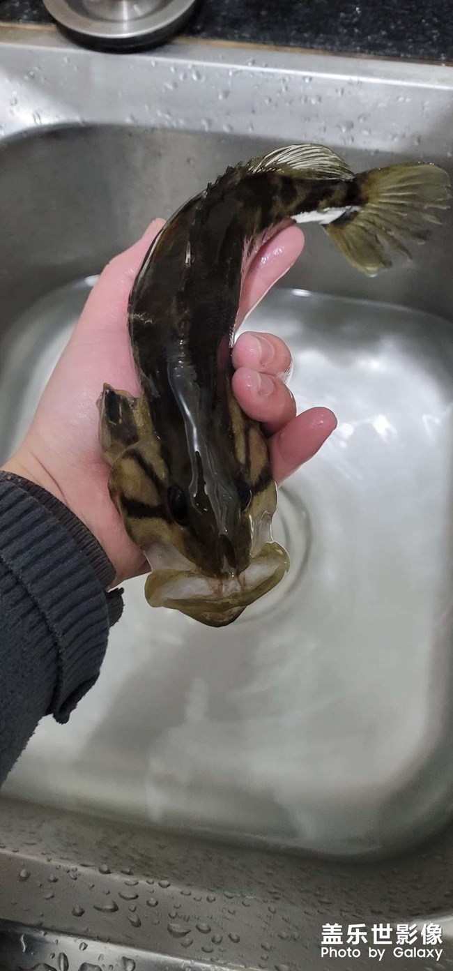 淡水中的魚(yú)中勞斯萊斯