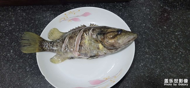 淡水中的魚(yú)中勞斯萊斯