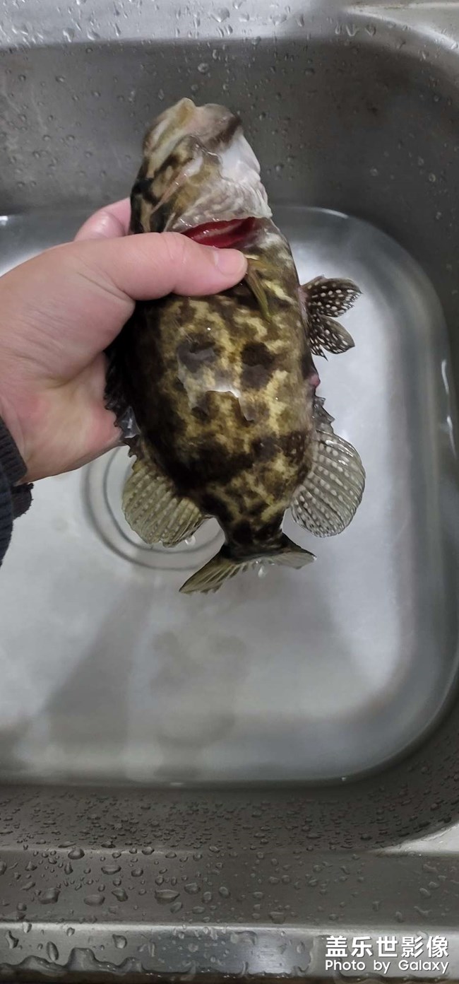 淡水中的魚(yú)中勞斯萊斯