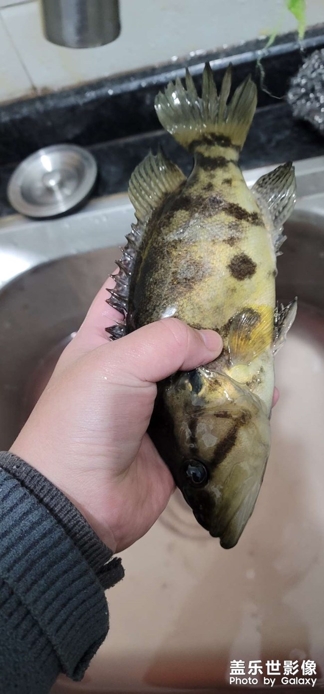 淡水中的魚(yú)中勞斯萊斯