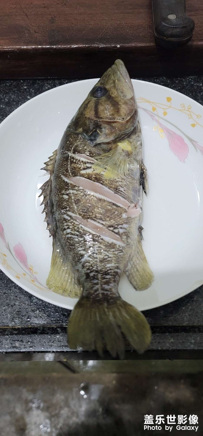 淡水中的魚(yú)中勞斯萊斯