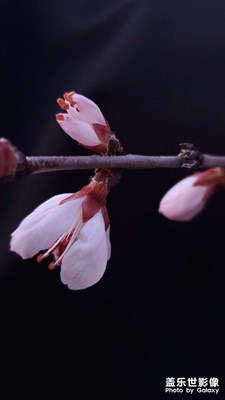 我沒(méi)S22是不是就不能參加活動(dòng)了