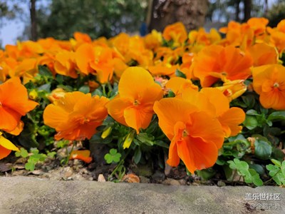 【春日美景】+植物園