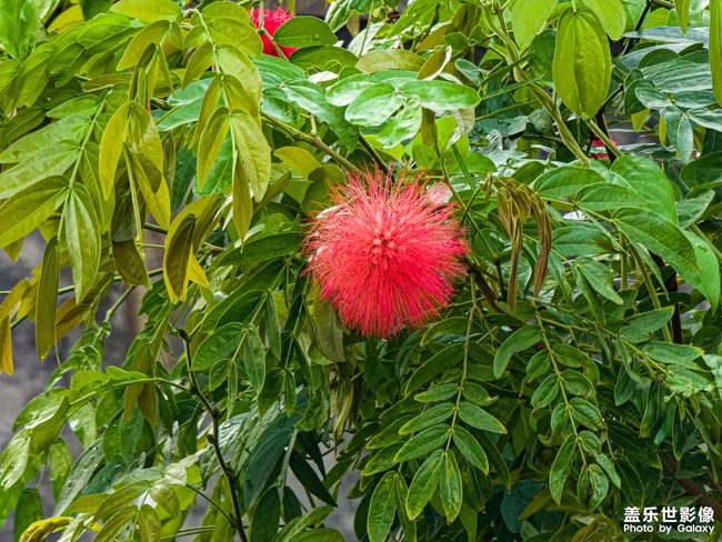 誰(shuí)知道這個(gè)叫什么東西
