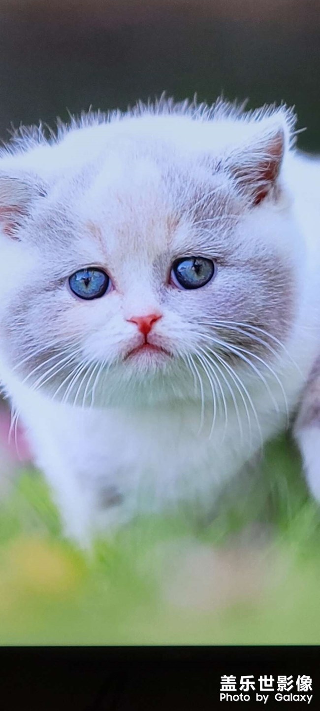 從榮耀智慧屏所拍的照片