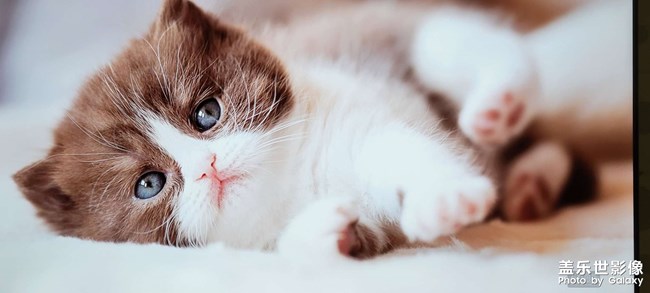 從榮耀智慧屏所拍的照片