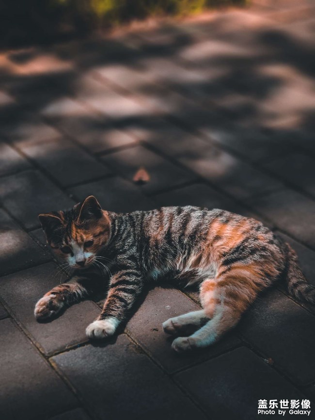 園區(qū)里面的小貓咪