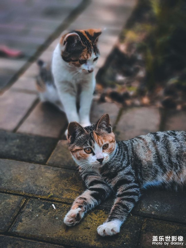 園區(qū)里面的小貓咪
