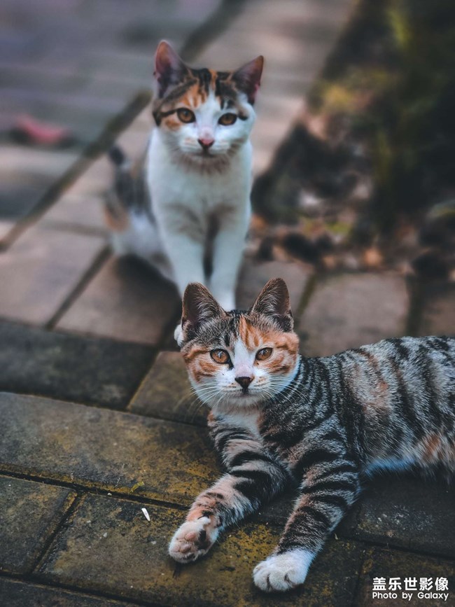 園區(qū)里面的小貓咪