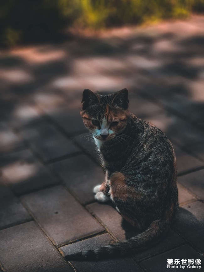 園區(qū)里面的小貓咪