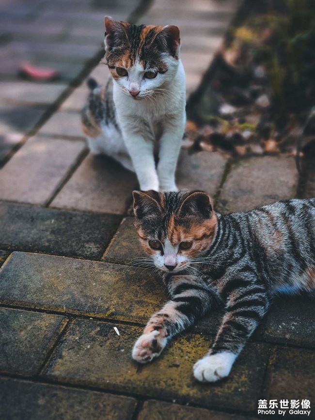 園區(qū)里面的小貓咪