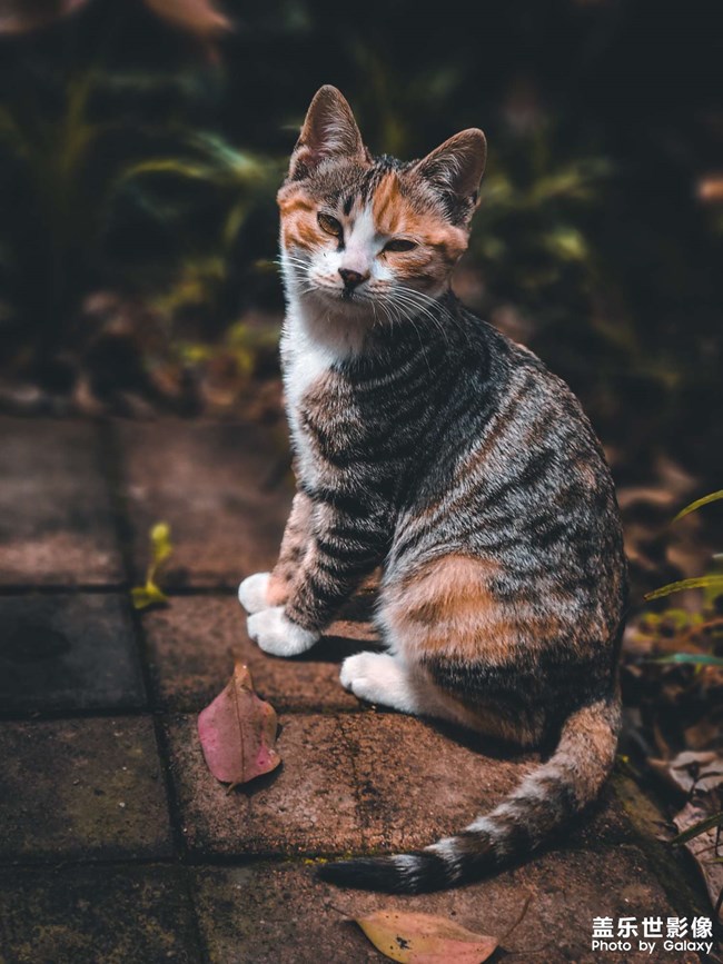 園區(qū)里面的小貓咪