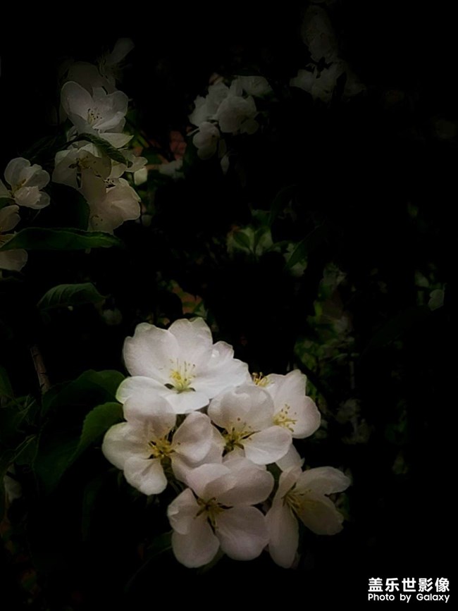 原來(lái)是梔子花呀