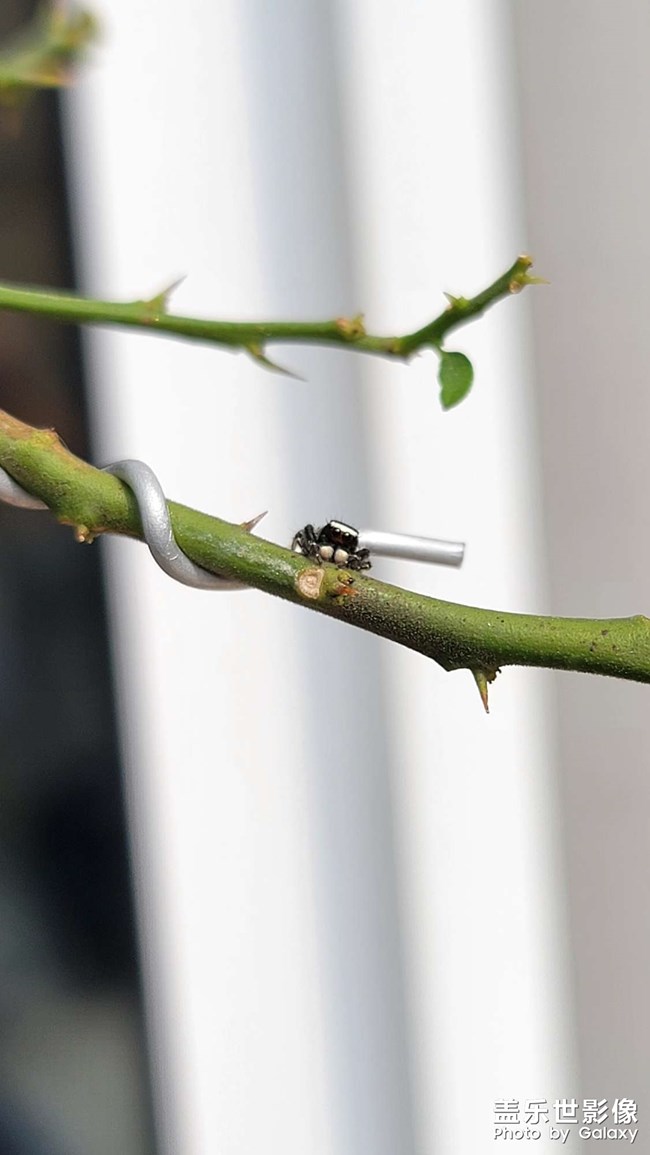 活捉呆萌小可愛