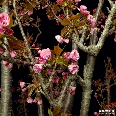 夜城春+公園一角