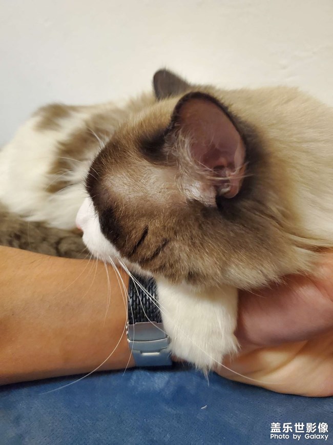 一只粘人的布偶狗