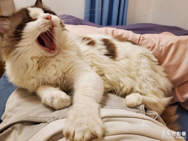 一只粘人的布偶狗