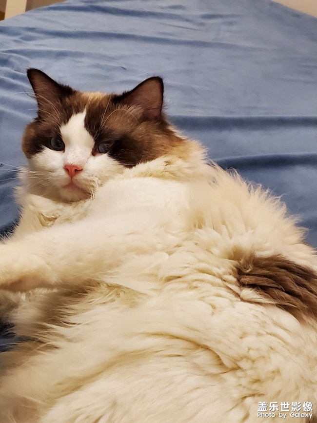 一只粘人的布偶狗