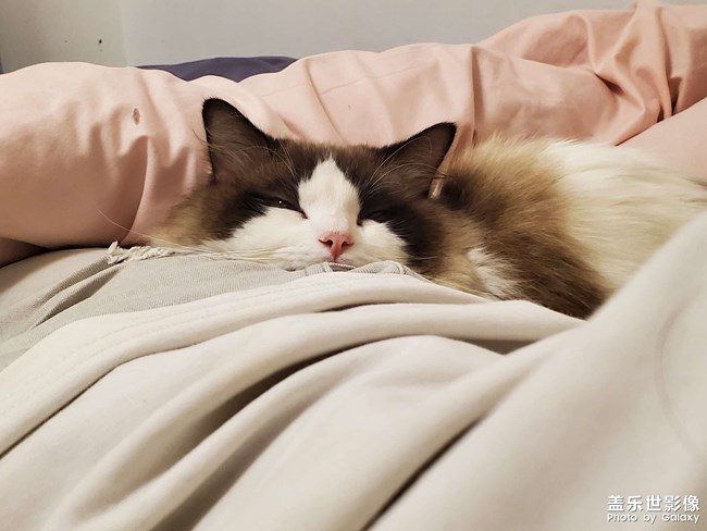 一只粘人的布偶狗