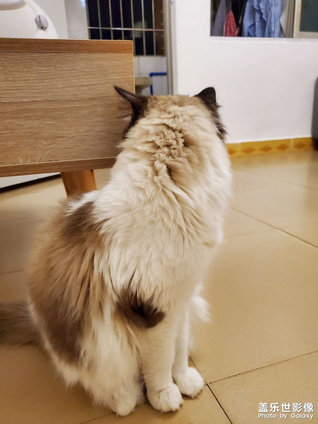 一只粘人的布偶狗