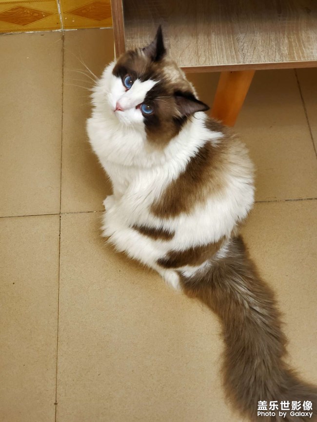 一只粘人的布偶狗