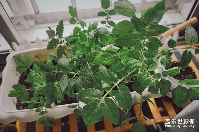 生機勃勃的小番茄