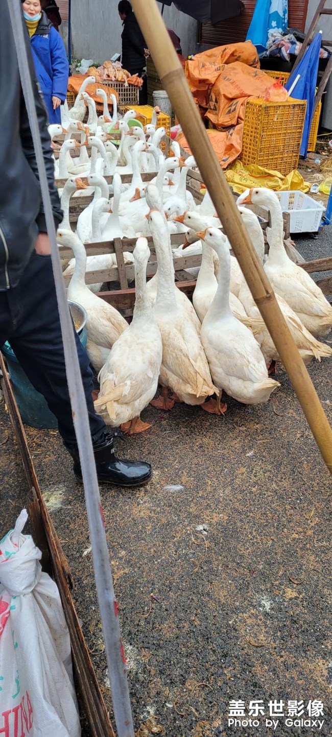 S21  人生百態(tài)，趕集隨拍