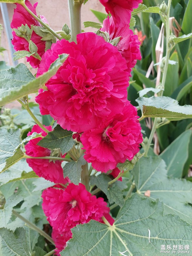 一樹紅花向陽開