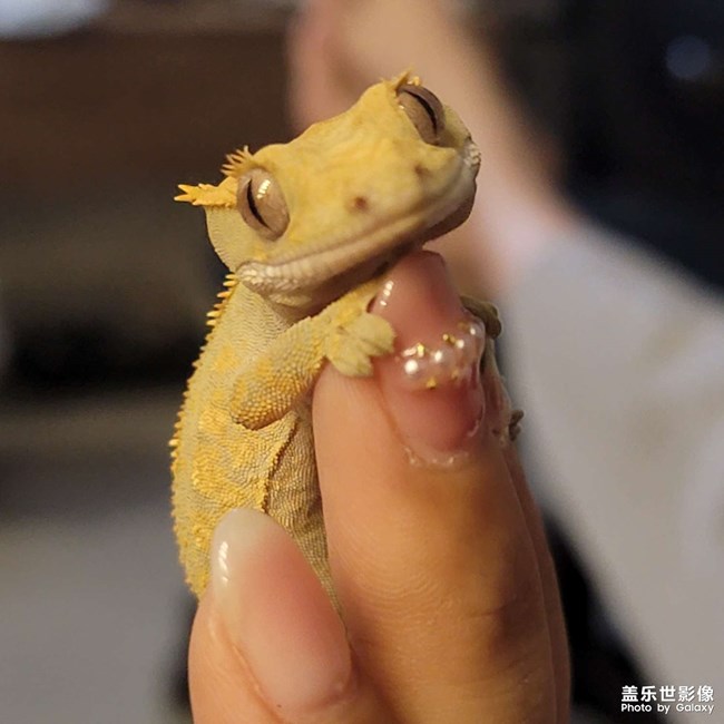 睫角守宮