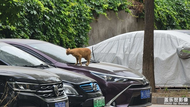 車上的貓貓