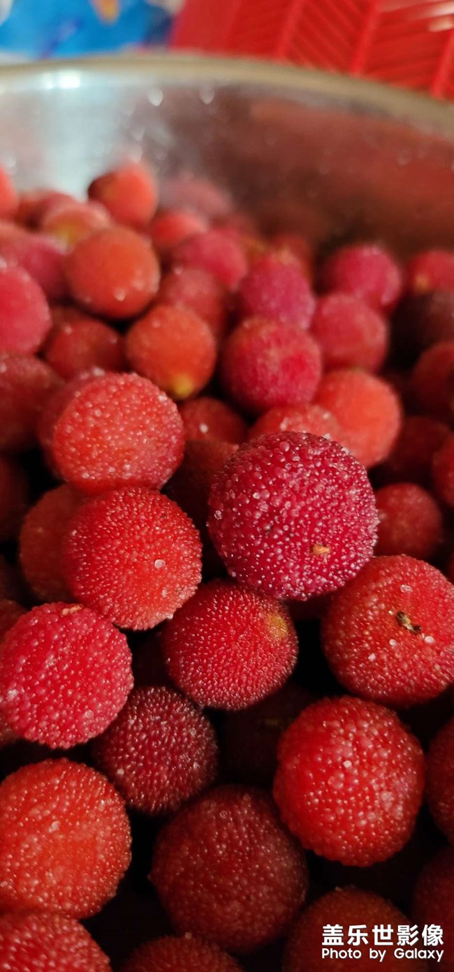 還是喜歡鄉(xiāng)下楊梅的味道