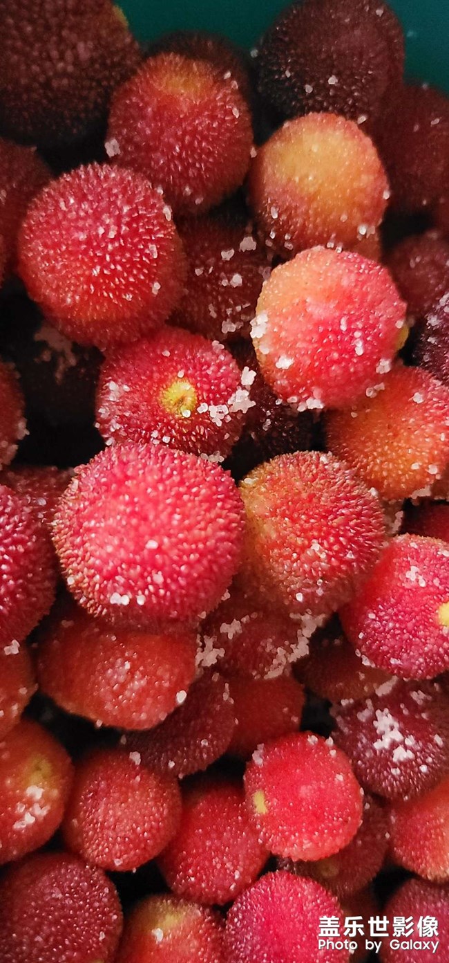 還是喜歡鄉(xiāng)下楊梅的味道