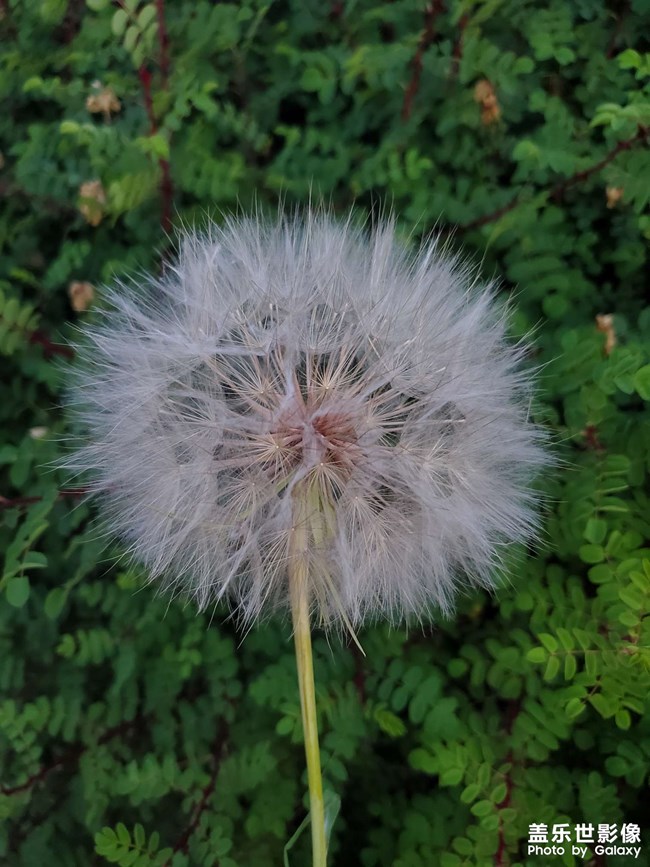 蒲公英自由了