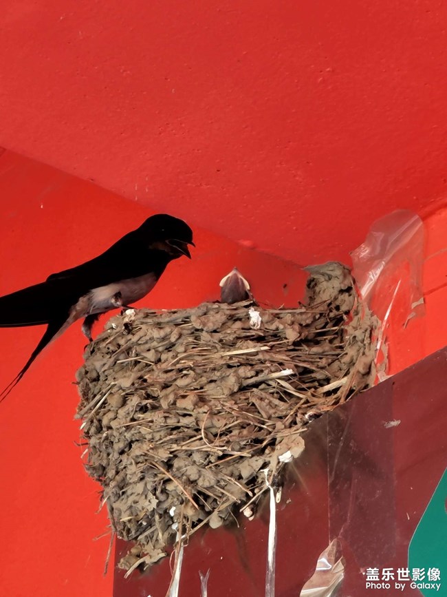 下鄉(xiāng)宣傳政策偶遇小燕子哈哈哈