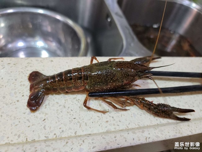 本周菜單持續(xù)更新??