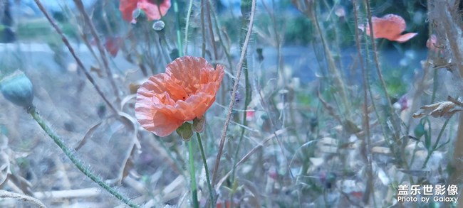 遇到了一株不知道是罌粟還是虞美人的花