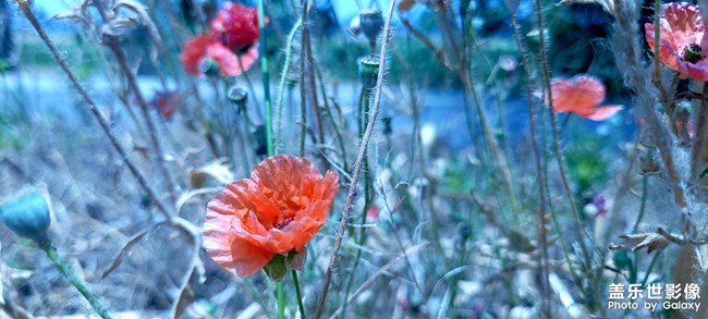 遇到了一株不知道是罌粟還是虞美人的花
