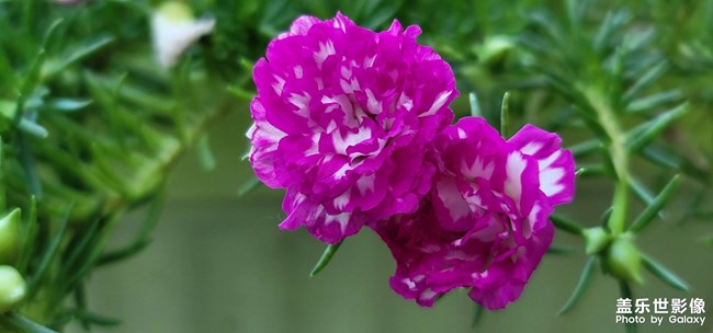 昨晚手持拍了下月亮