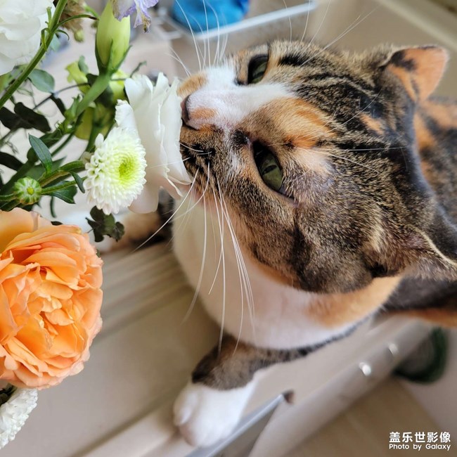 幸幸，之，三花與花