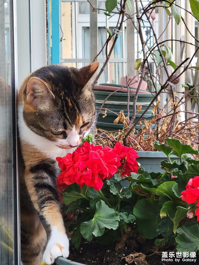 幸幸，之，三花與花